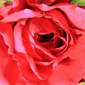 Trandafiri online - Roșu - trandafiri târâtori și cățărători, Climber - trandafir cu parfum discret - Rosa Szaffi - Márk Gergely - ,-